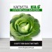 Семена капусты Харьковская Зимняя, 0,5кг